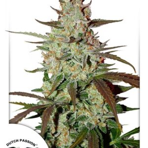 7 UND FEM - BLUE AUTO MAZAR ﾮ * DUTCH PASSION 7 UND FEMINIZADAS