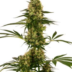 1 UND FEM - BLUE BULLET AUTO * SENSI SEEDS FEMINIZADA 1 UND