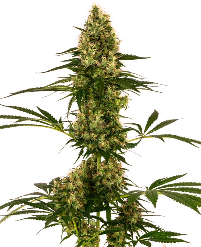 5 UND FEM - BLUE BULLET AUTO * SENSI SEEDS FEMINIZADA 5 UND