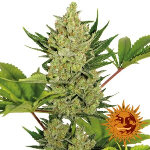 5 UND FEM - BLUEBERRY CHEESE (AUTO FLOWERING) * BARNEY'S FARM 5 UND FEMINIZADAS
