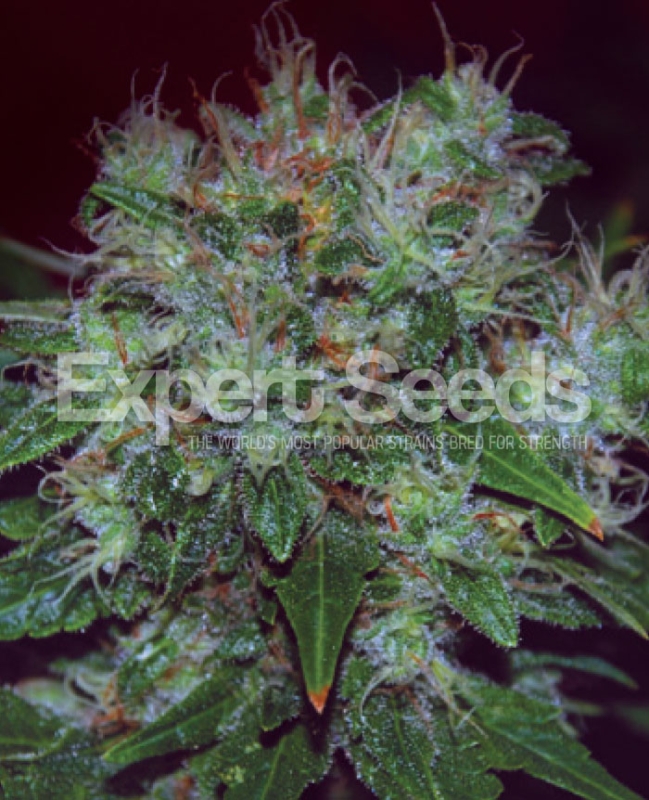 15 UND FEM - BLUE CHEESE AUTO * EXPERT SEEDS 15 UND FEMINIZADAS