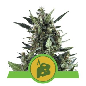 100 UND FEM - BLUE CHEESE AUTOMATIC * ROYAL QUEEN 100 UND FEMINIZADAS