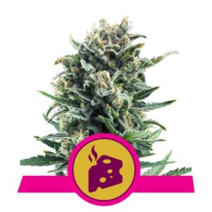 100 UND FEM - BLUE CHEESE * ROYAL QUEEN 100 UND FEMINIZADAS