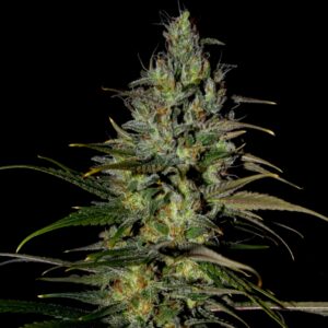 5 UND FEM - BLUE CINDY * G13 LABS SEEDS 5 FEMINIZADAS