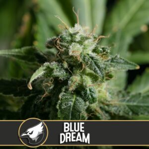 3 UND FEM - BLUE DREAM * BLIMBURN SEEDS 3 UND FEMINIZADAS