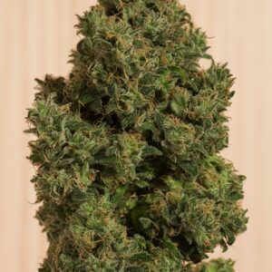 3 UND FEM - BLUE DREAM CBD * HUMBOLDT 3 UND FEMINIZADAS