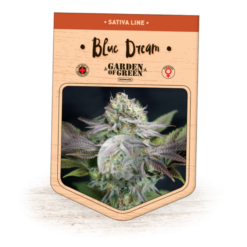 5 UND FEM - BLUE DREAM * GARDEN OF GREEN 5 UND FEMINIZADAS