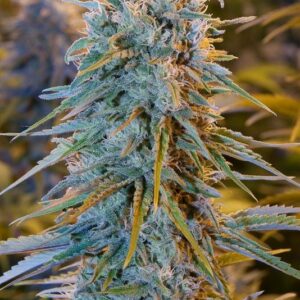 3 UND FEM - BLUE DREAM * HUMBOLDT 3 UND FEMINIZADAS