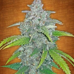1 UND FEM - BLUE DREAM MATIC * FASTBUDS SEEDS FEMINIZADA 1 UND