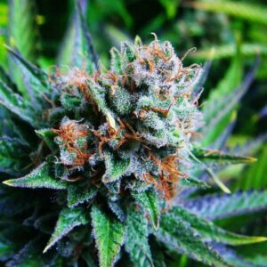 5 UND FEM - BLUE DREAM * NIRVANA 5 UND FEMINIZADAS