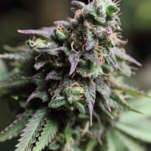 5 UND FEM - BLUE DREAM * THE BULLDOG SEEDS 5 UND FEM