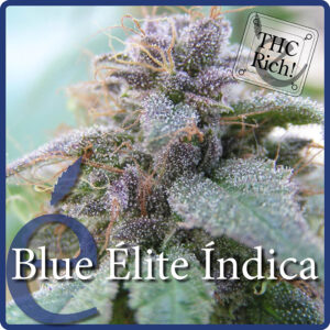 3 UND FEM - BLUE ELITE INDICA * ELITE 3 UND FEMINIZADAS