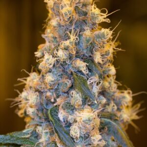 5 UND FEM - BLUE FIRE 100% * HUMBOLDT 5 UND FEMINIZADAS