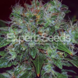 3 UND FEM - BLUE CHEESE  AUTO * EXPERT SEEDS 3 UND FEMINIZADAS