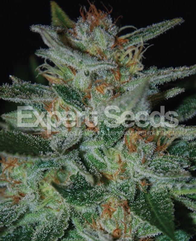 3 UND FEM - BLUE CHEESE  * EXPERT SEEDS 3 UND FEMINIZADAS