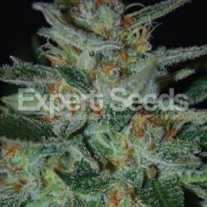 25 UND FEM - BLUE FUNK * EXPERT SEEDS 25 UND FEMINIZADAS