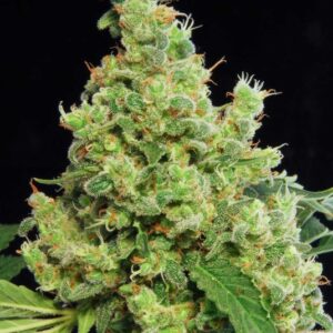 3 UND FEM - BLUE HASH  * DINAFEM 3 UND FEM