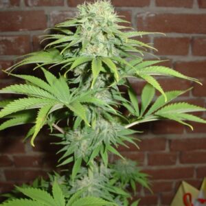 3 UND FEM - BLUE HAZE * HOMEGROWN FANTASEEDS FEM 3 UND
