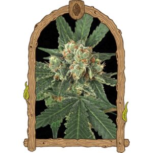 5 UND FEM - BLUE MONKEY * EXOTIC SEED FEMINIZADA 5 UND