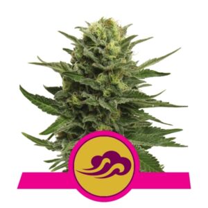 100 UND FEM - BLUE MYSTIC * ROYAL QUEEN 100 UND FEMINIZADAS