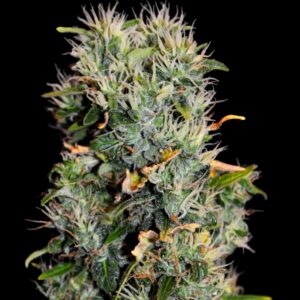 5 UND FEM - BLUE OG * G13 LABS SEEDS 5 FEMINIZADAS