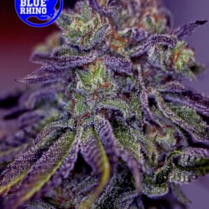 1 UND FEM - BLUE RHINO  * POSITRONICS 1 UND FEMINIZADA