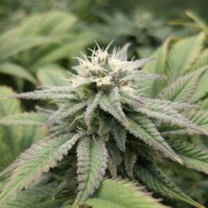 10 UND REG - BLUE THUNDER  * SAGARMATHA REGULARES 10 UND