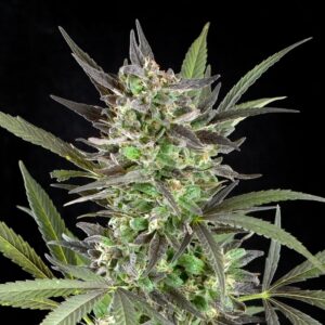 5 UND FEM - BLUE VENOM * G13 LABS SEEDS 5 FEMINIZADAS