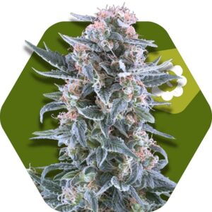5 UND FEM - BLUEBERRY-AUTO * ZAMBEZA SEEDS 5 UND FEMINIZADAS