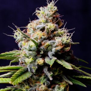 5 UND FEM - BLUEBERRY 420 (AUTOFLORECIENTE) * THE BULLDOG SEEDS 5 UND FEM