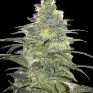 5 UND FEM - BLUEBERRY BERRY * BULK SEED 5 UND FEM