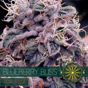10 UND FEM - BLUEBERRY BLISS AUTOFLOWERING (ETIQUETA FRANCESA) * VISION SEEDS 10 UND FEMINIZADAS