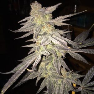 5 UND FEM - BLUEBERRY BUD * SAGARMATHA 5 UND FEMINIZADAS