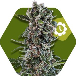 5 UND FEM - BLUEBERRY CHEESE-AUTO * ZAMBEZA SEEDS 5 UND FEMINIZADAS