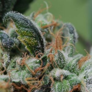 4 UND FEM - BLUEBERRY CHEESECAKE * FEMALE SEEDS 4 UND FEMINIZADAS