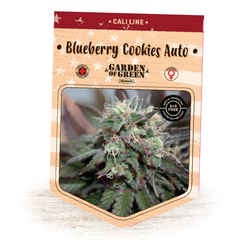 1 UND FEM - BLUEBERRY COOKIES AUTO * GARDEN OF GREEN 1 UND FEMINIZADAS