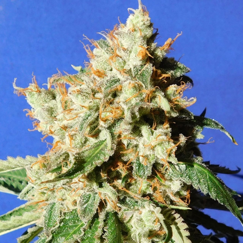 5 UND FEM - BLUEBERRY COOKIES AUTO * ORIGINAL SENSIBLE 5 UND FEMINIZADA