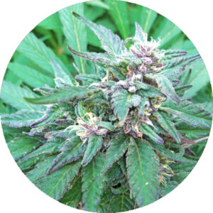 10 UND REG - BLUEBERRY CRYSTAL * TOP TAO SEEDS 10 UND REGULARES