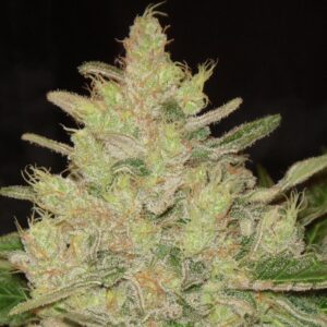 3 UND FEM - BLUEBERRY GHOST OG * ORIGINAL SENSIBLE 3 UND FEMINIZADAS