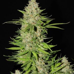5 UND FEM - BLUEBERRY GUM  #2 * G13 LABS SEEDS 5 FEMINIZADAS