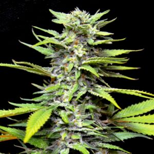 5 UND FEM - BLUEBERRY GUM * G13 LABS SEEDS 5 FEMINIZADAS