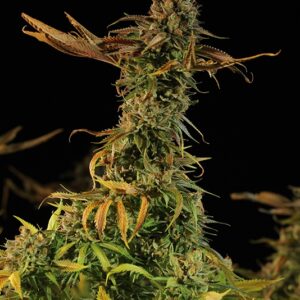 5 UND FEM - BLUEBERRY HEADBAND * HUMBOLDT 5 UND FEMINIZADAS