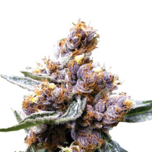 5 UND FEM - BLUEBERRY * NIRVANA 5 UND FEMINIZADAS