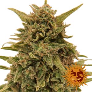 10 UND FEM - BLUEBERRY OG * BARNEY'S FARM 10 UND FEMINIZADAS