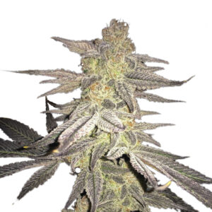 10 UND REG - BLUEBERRY  * NIRVANA 10 UND REGULARE