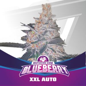2 UND FEM - BLUEBERRY XXL AUTO * BSF SEEDS 2 UND FEMINIZADAS