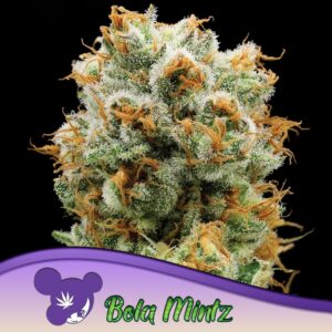 5 UND FEM - BOLA MINTZ * ANESIA SEEDS 5 FEMINIZADAS