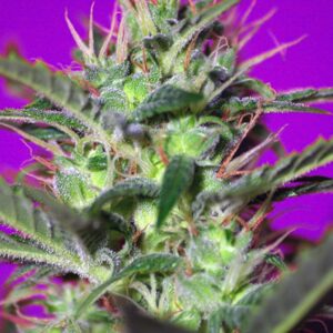 3 UND FEM - BOTAFUMEIROS ﾮ * SWEET SEEDS 3 UND FEMINIZADAS
