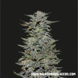 3 UND FEM - BOY SCOUT COOKIES * KALASHNIKOV SEEDS 3 UND FEMINIZADAS