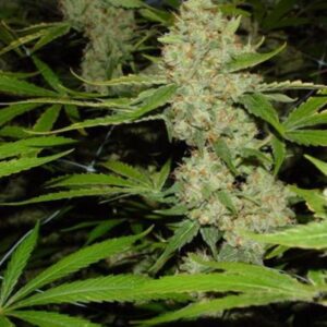 5 UND FEM - BRAINS CHOICE * K.C.BRAINS 5 UND FEMINIZADAS